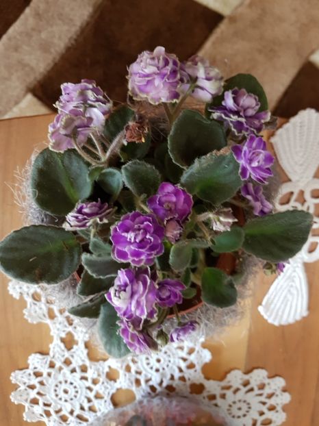  - violete