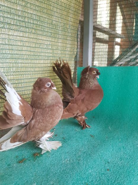 20190518_153730(0) - REDISTRIBUIRE