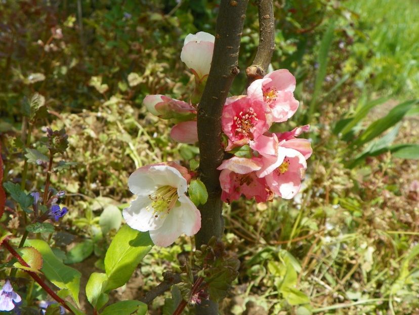 chaenomeles Toyo Nishiki - Dobarland 2019 2