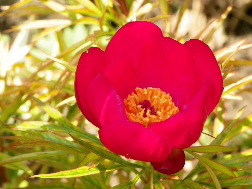 paeonia anomala - Bujori 2019