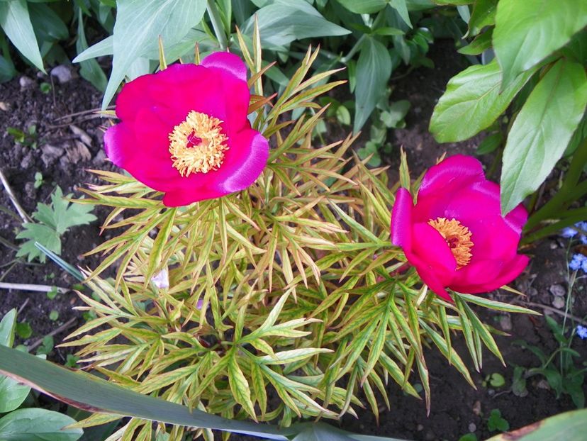 paeonia anomala - Bujori 2019