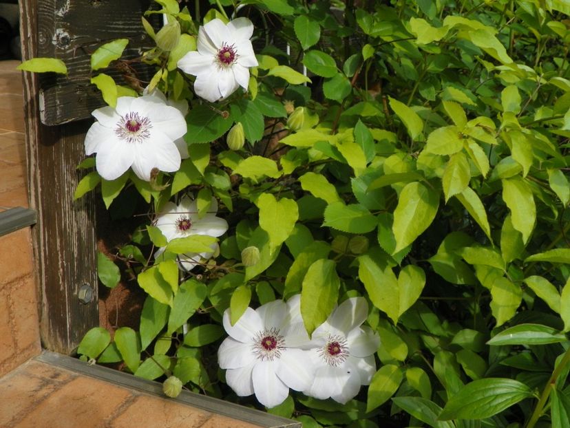 Miss Bateman - Clematite 2019