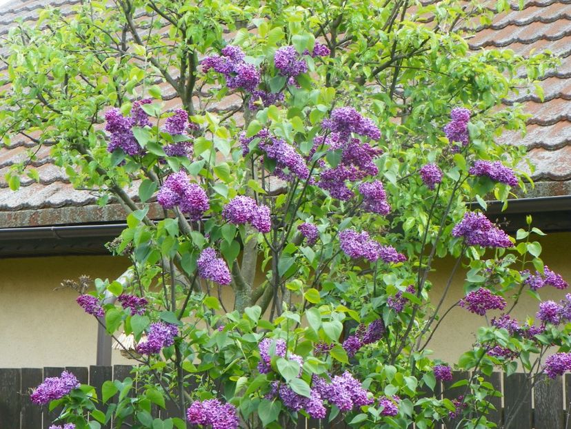 12 mai (10) - Copacei si arbusti 2019