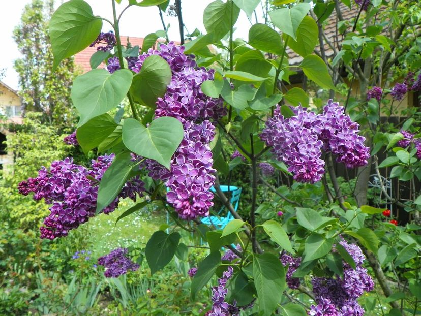12 mai (11) - Copacei si arbusti 2019