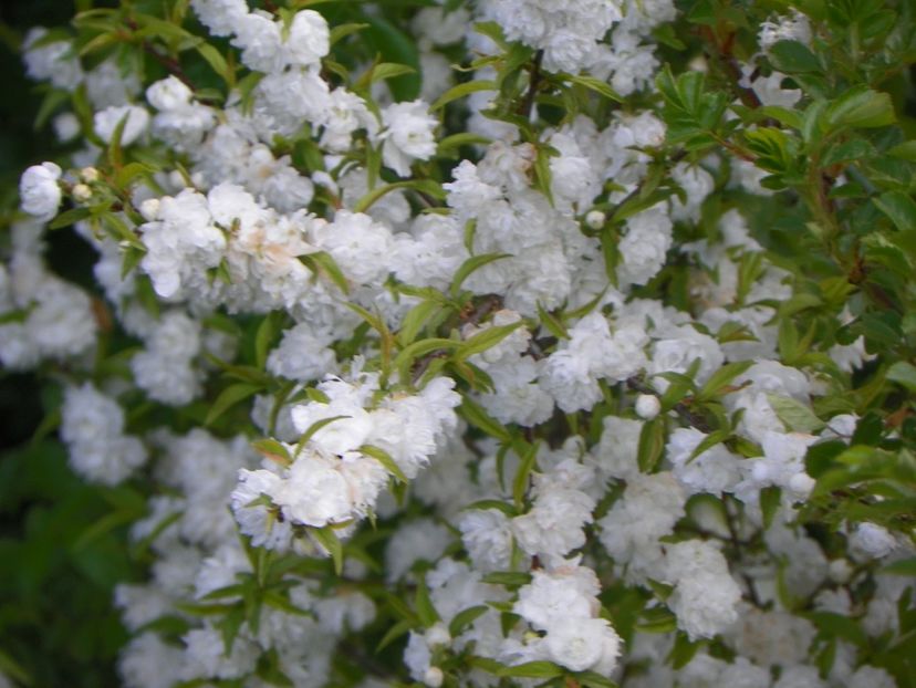 12 mai (106) - Copacei si arbusti 2019