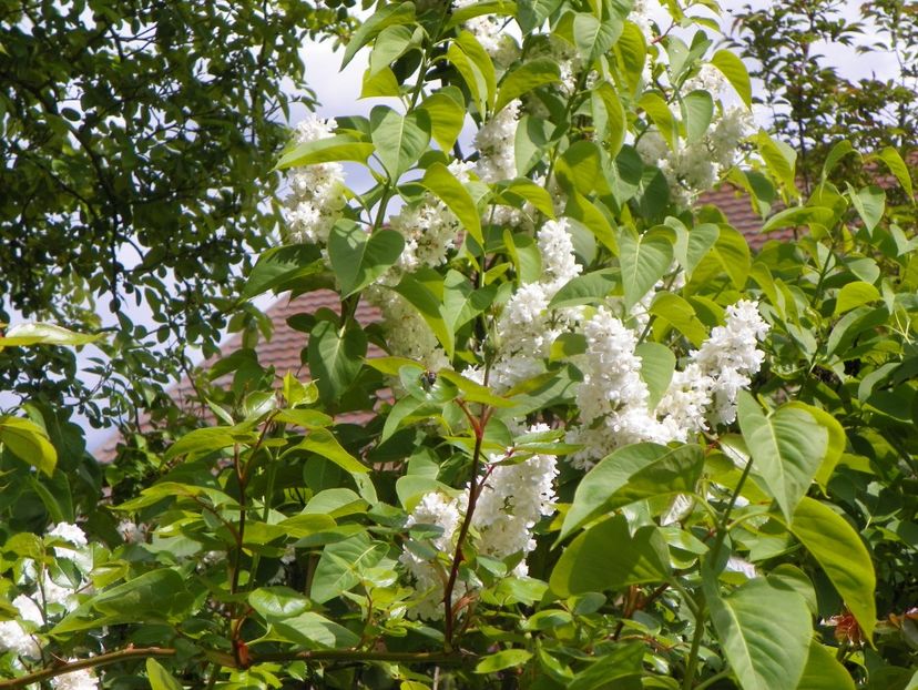 12 mai (135) - Copacei si arbusti 2019