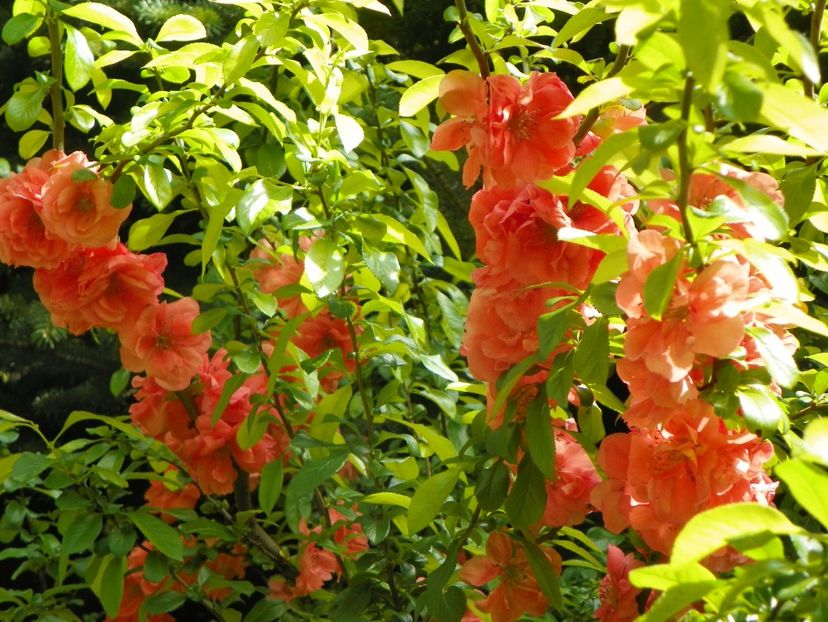 chaenomeles Cameo - Copacei si arbusti 2019