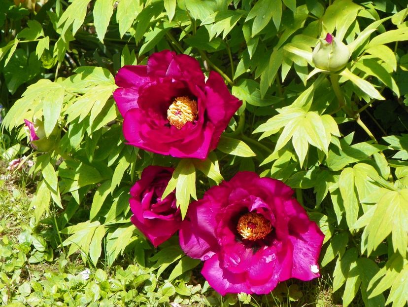 12 mai (5) - Bujori arbustivi si itoh 2019