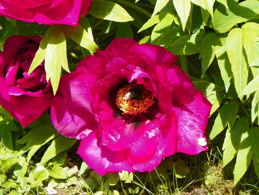 12 mai (6) - Bujori arbustivi si itoh 2019