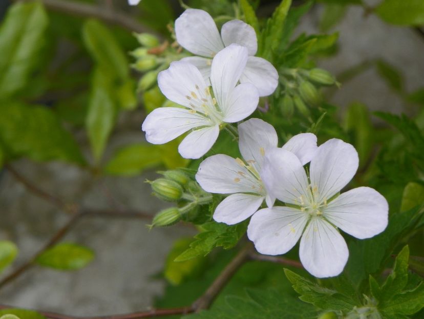 tot spontan, probabil sylvaticum album - Geranium 2019