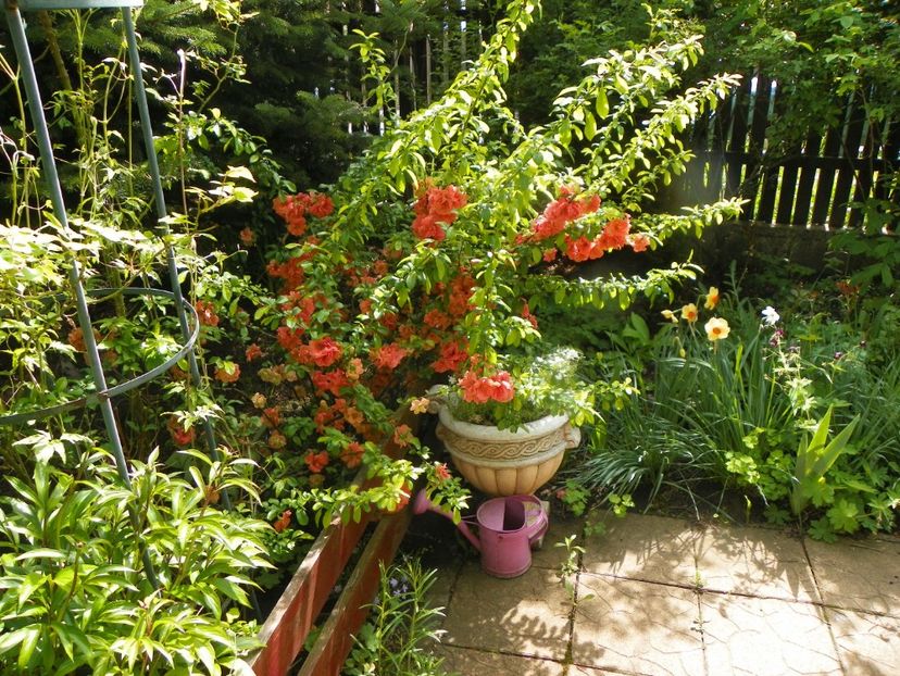 12 mai (138) - Gradina 2019