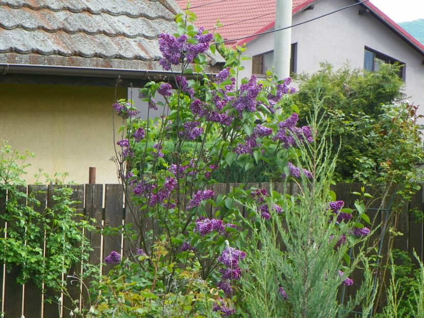 12 mai (150) - Gradina 2019