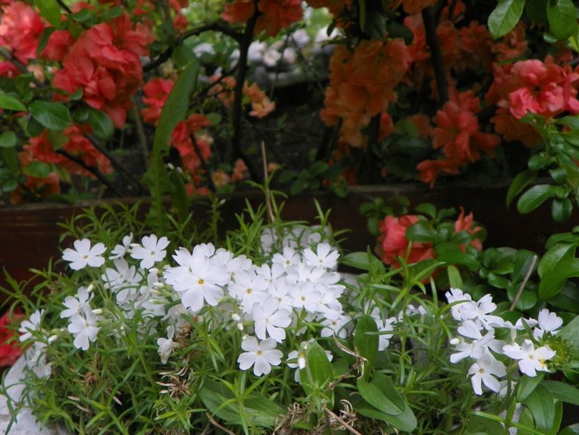 12 mai (147) - Phlox 2019