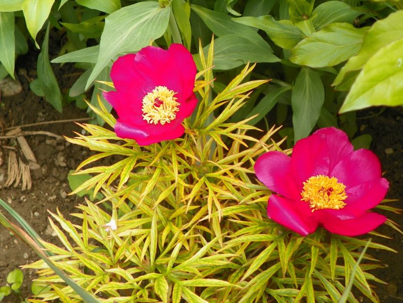 paeonia anomala - Bujori 2019