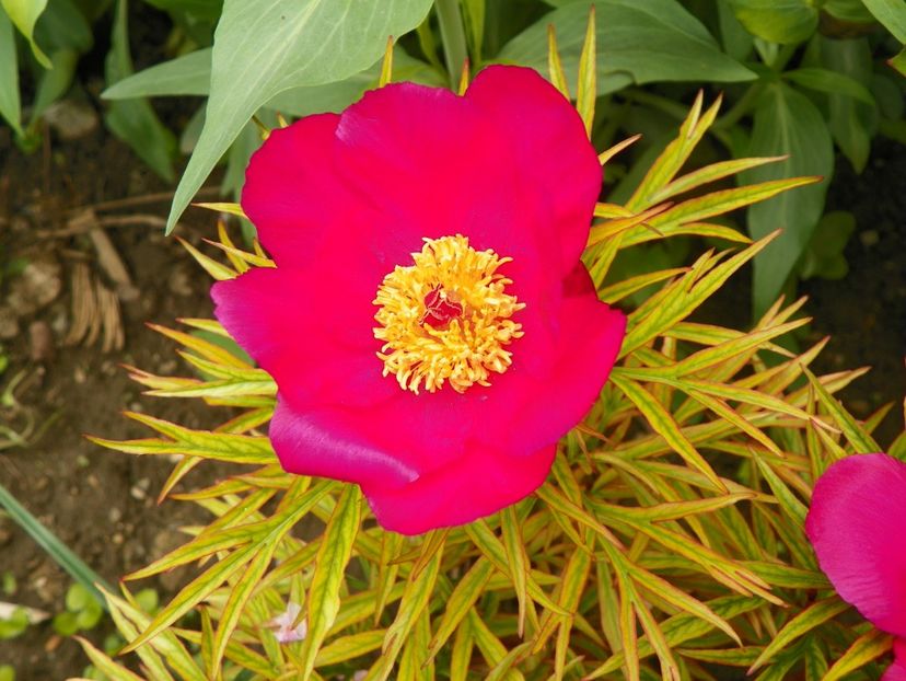 paeonia anomala - Bujori 2019