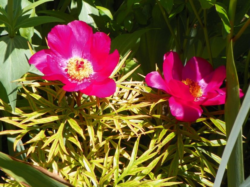 paeonia anomala - Bujori 2019
