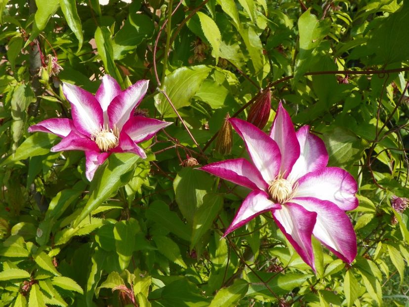 Betty Risdon - Clematite 2019