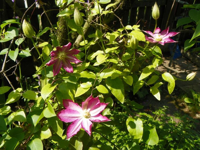 Kakio - Clematite 2019