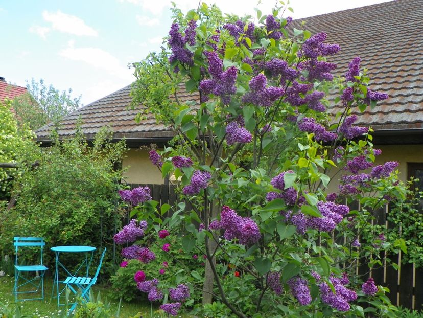 15 mai (9) - Copacei si arbusti 2019