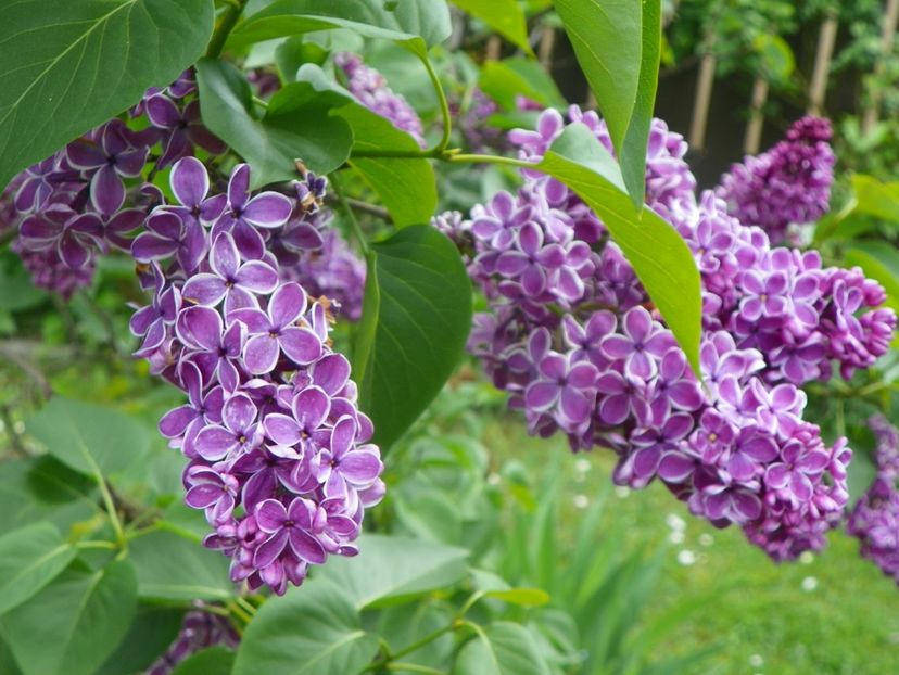 15 mai (11) - Copacei si arbusti 2019