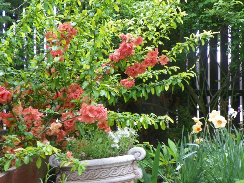 15 mai (21) - Copacei si arbusti 2019