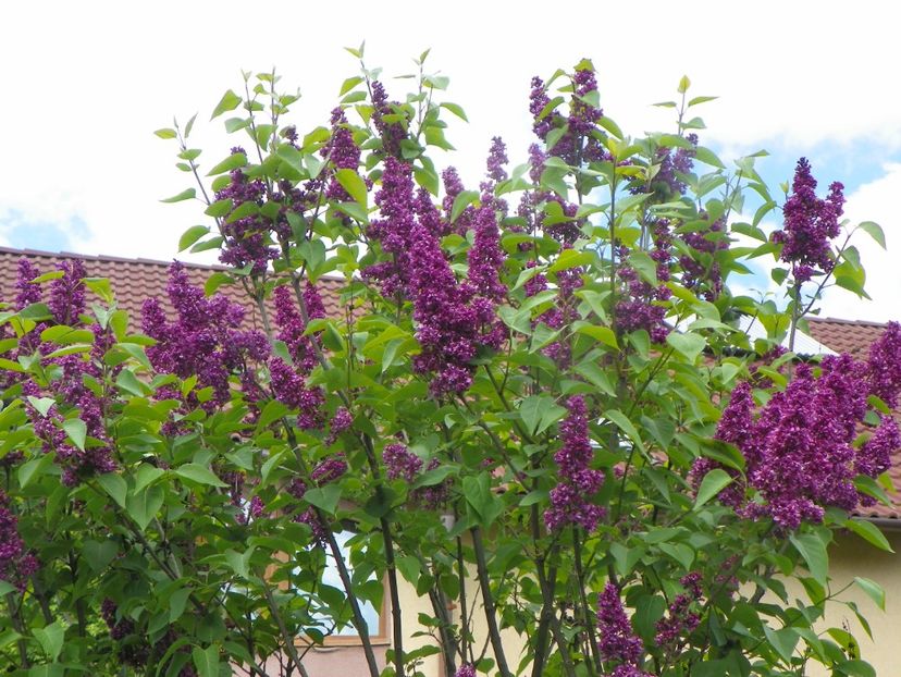 syringa Charles Joly - Copacei si arbusti 2019