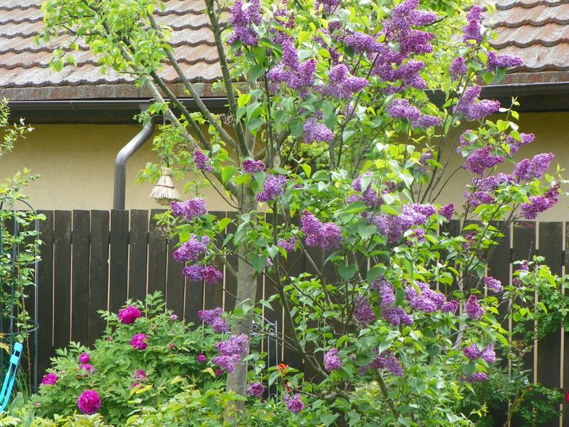 15 mai (32) - Copacei si arbusti 2019