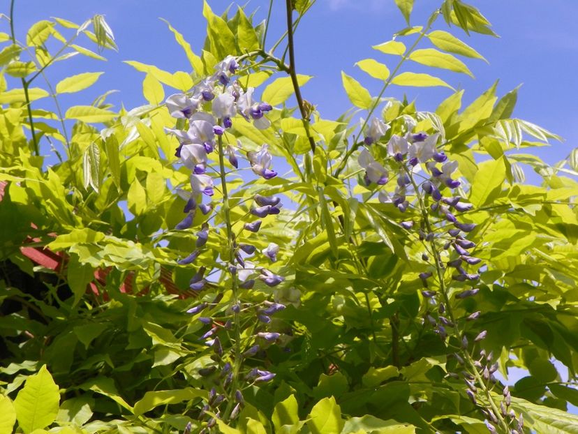 in sfarsit am si eu floricele de glicina - Copacei si arbusti 2019