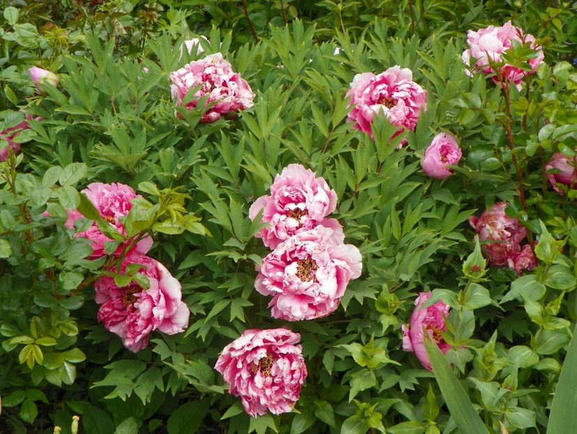 15 mai (15) - Bujori arbustivi si itoh 2019