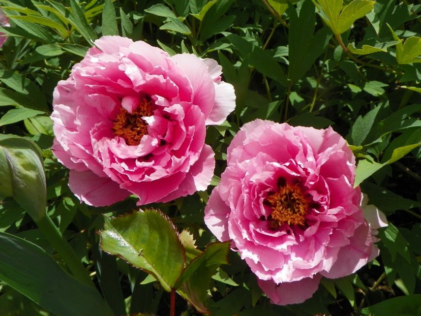 15 mai (35) - Bujori arbustivi si itoh 2019