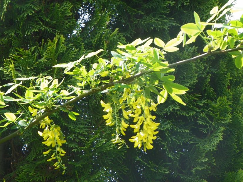 laburnum anagyroides - Copacei si arbusti 2019
