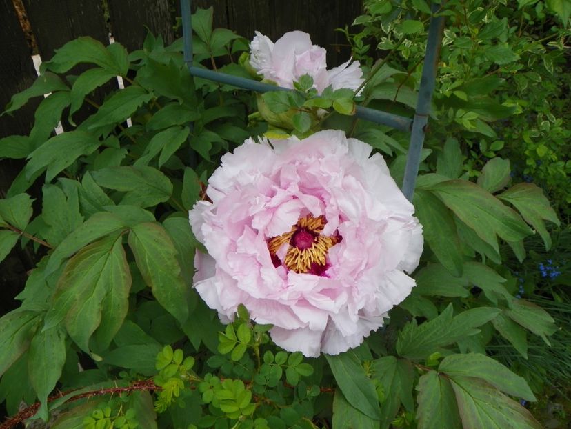 15 mai (36) - Bujori arbustivi si itoh 2019