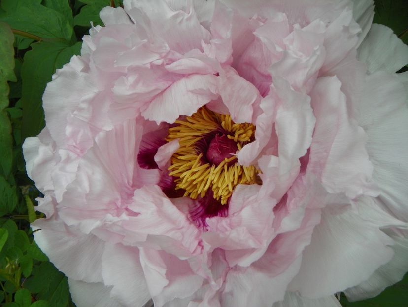 15 mai (37) - Bujori arbustivi si itoh 2019