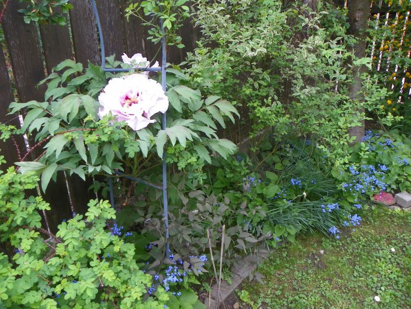 15 mai (38) - Bujori arbustivi si itoh 2019