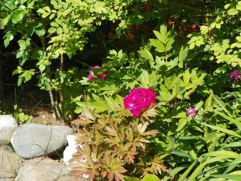 15 mai (39) - Bujori arbustivi si itoh 2019