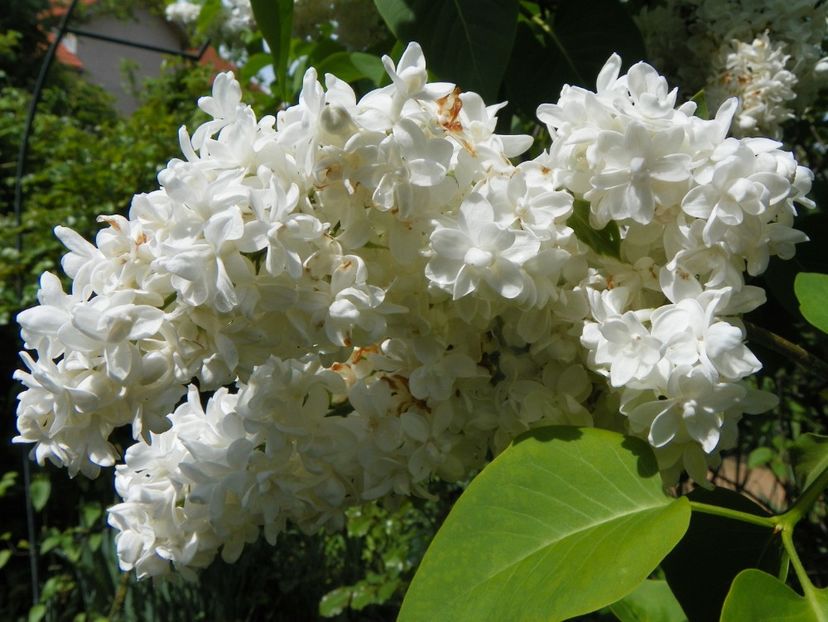 syringa Mme. Lemoine - Copacei si arbusti 2019