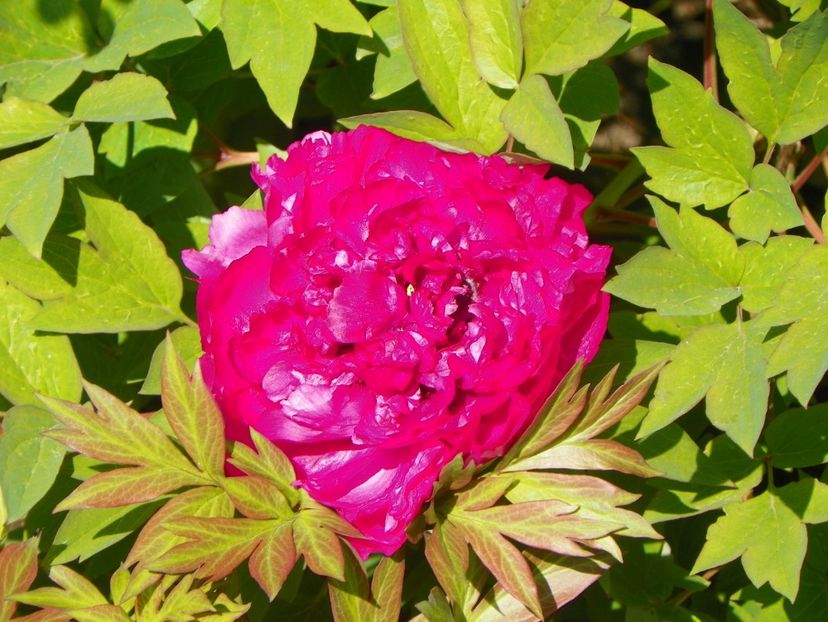 15 mai (40) - Bujori arbustivi si itoh 2019