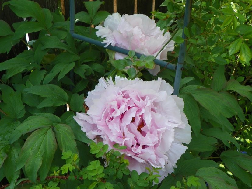 15 mai (44) - Bujori arbustivi si itoh 2019