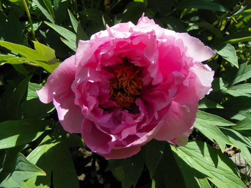 15 mai (49) - Bujori arbustivi si itoh 2019