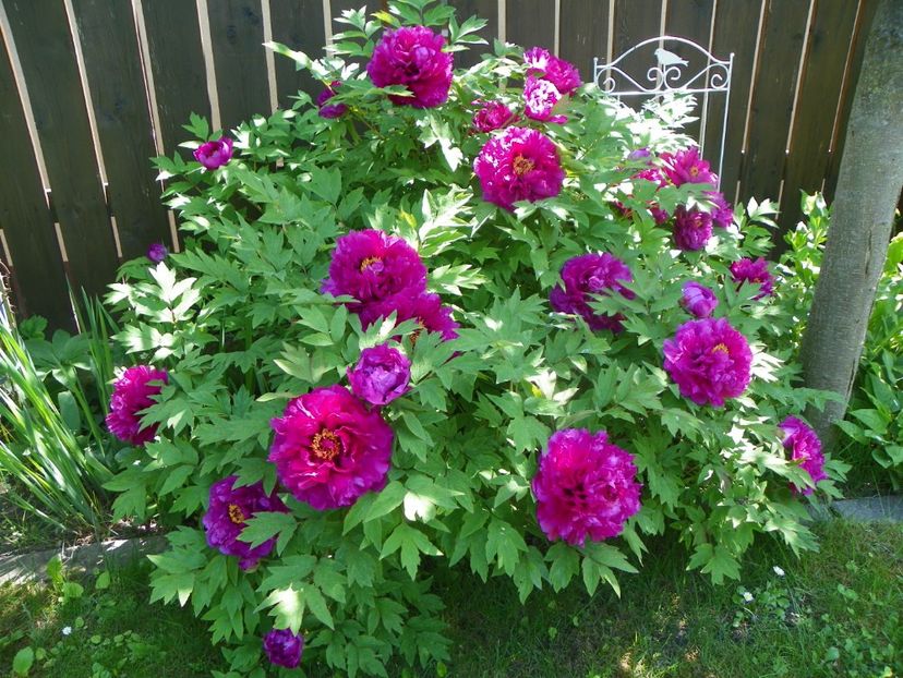 15 mai (50) - Bujori arbustivi si itoh 2019