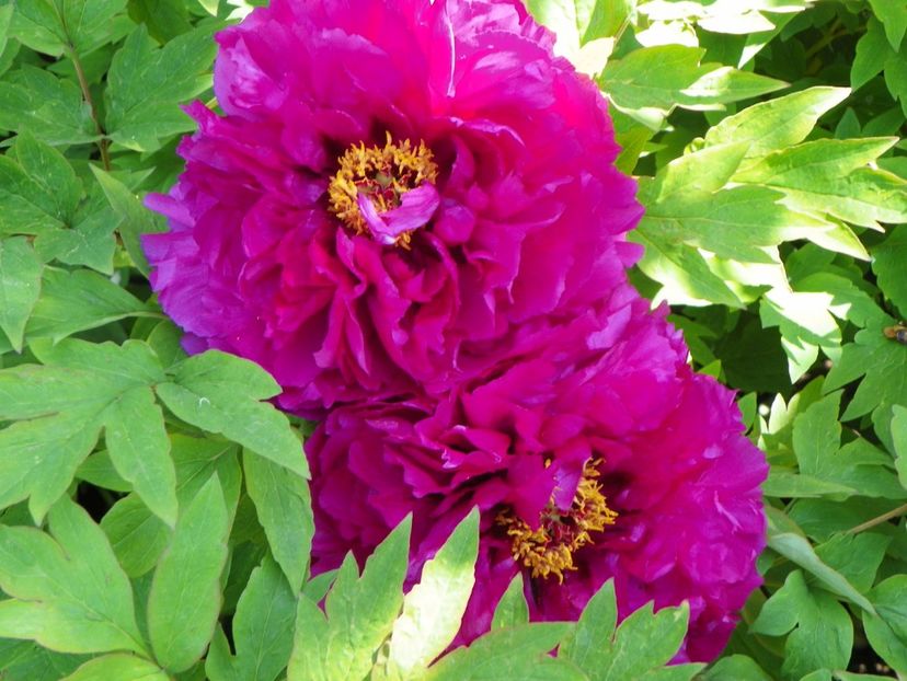 15 mai (51) - Bujori arbustivi si itoh 2019