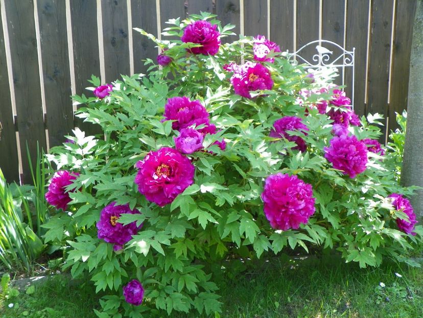 15 mai (52) - Bujori arbustivi si itoh 2019