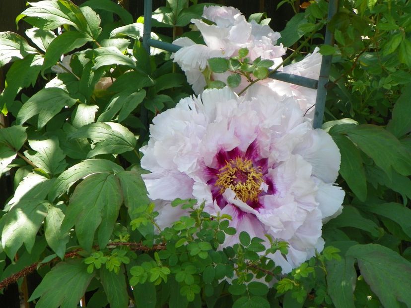 15 mai (53) - Bujori arbustivi si itoh 2019