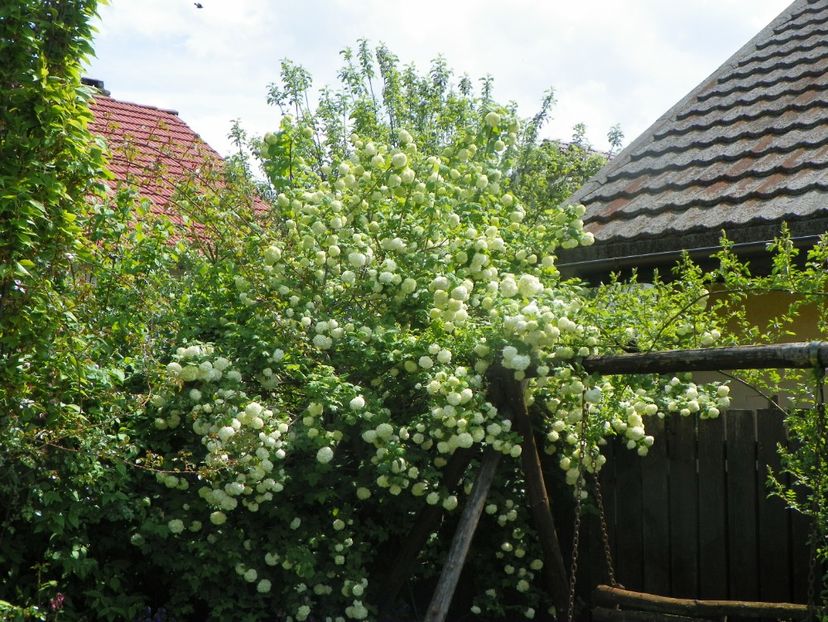 viburnum opulus Roseum - Copacei si arbusti 2019