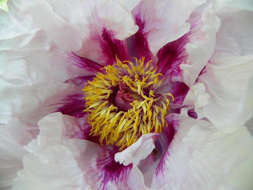 15 mai (54) - Bujori arbustivi si itoh 2019