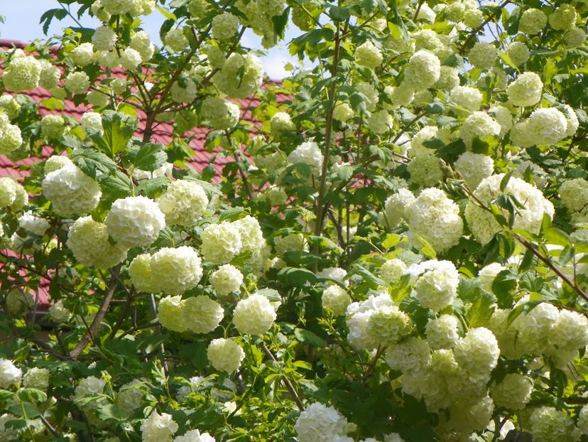 viburnum opulus Roseum - Copacei si arbusti 2019