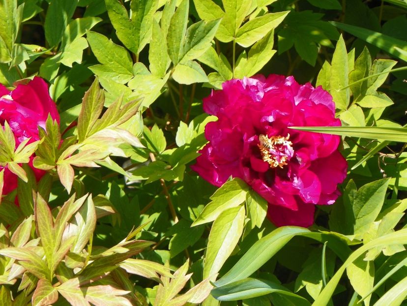 15 mai (58) - Bujori arbustivi si itoh 2019