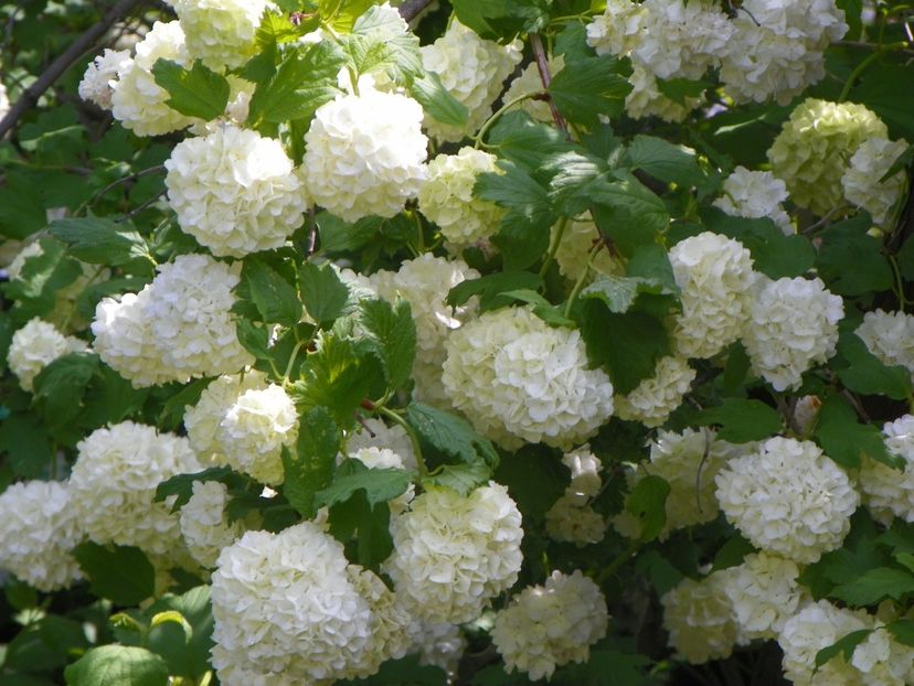 viburnum opulus Roseum - Copacei si arbusti 2019