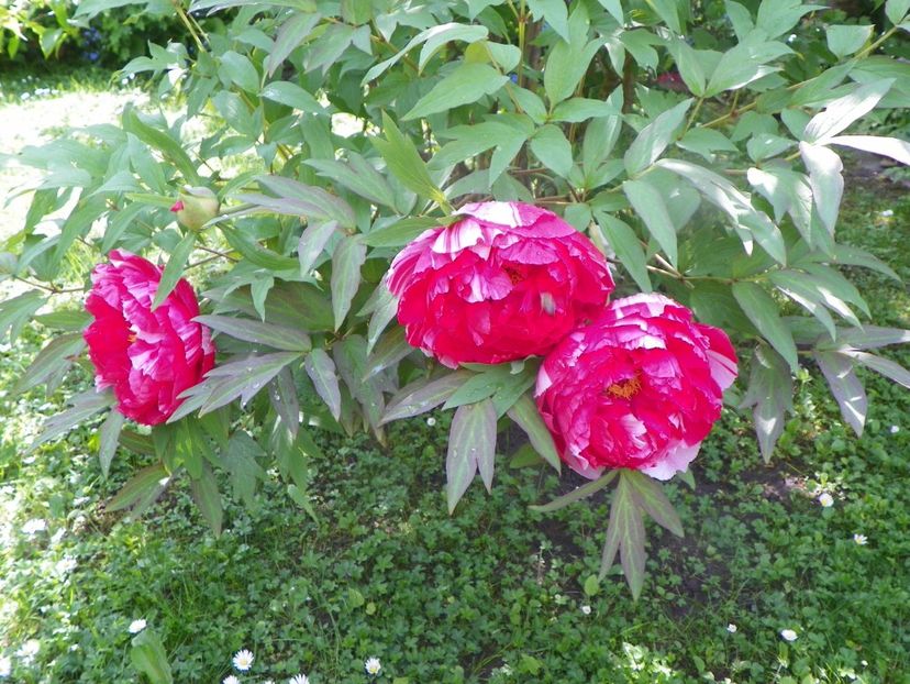 15 mai (59) - Bujori arbustivi si itoh 2019