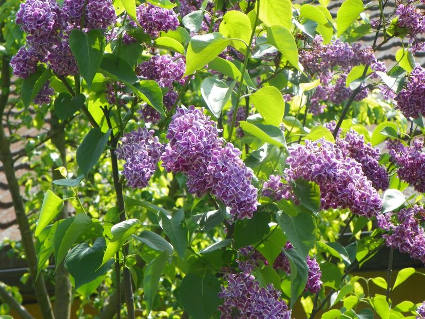 syringa Sensation - Copacei si arbusti 2019